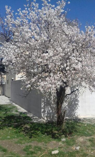 عکس شکوفه های درختان