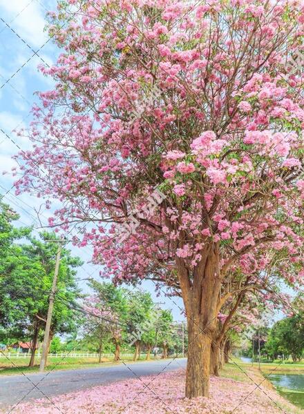 عکس شکوفه های درختان