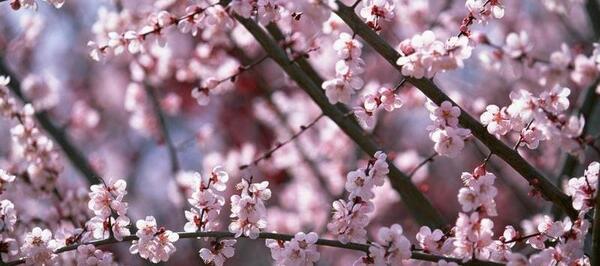 عکس شکوفه های درختان