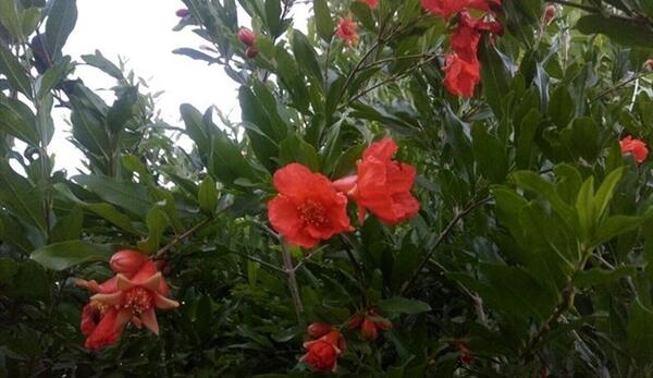 عکس شکوفه های درختان