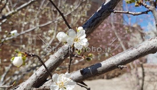 عکس از شکوفه درختان