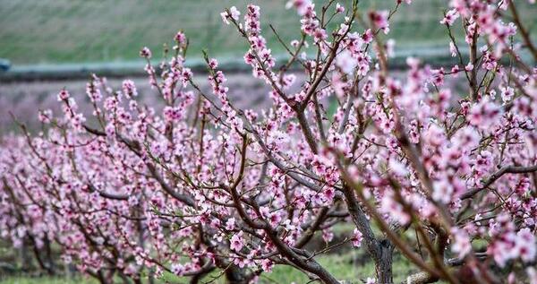 عکس شکوفه های درخت هلو