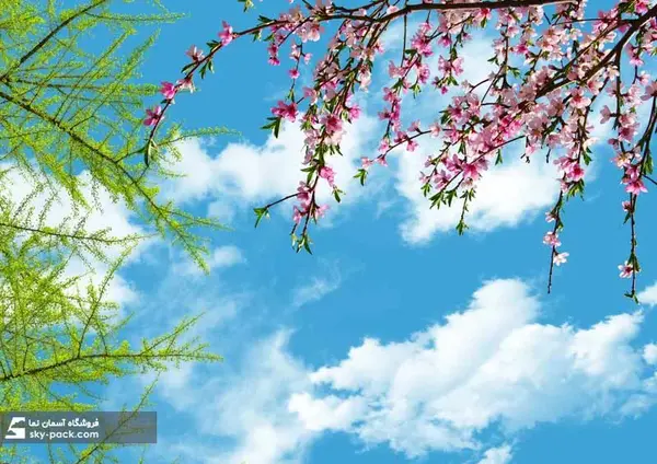 عکس شکوفه های درخت هلو