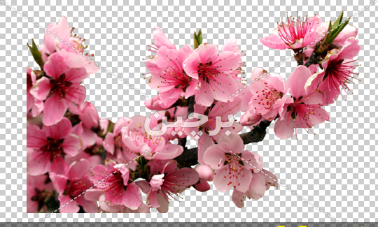عکس شکوفه های درخت هلو