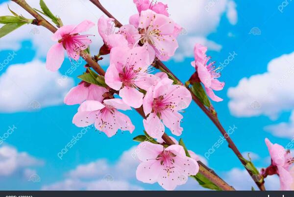 عکس شکوفه های درخت هلو