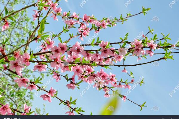 عکس شکوفه ی درخت هلو
