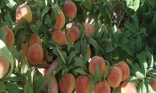 عکس درخت هلو با شکوفه