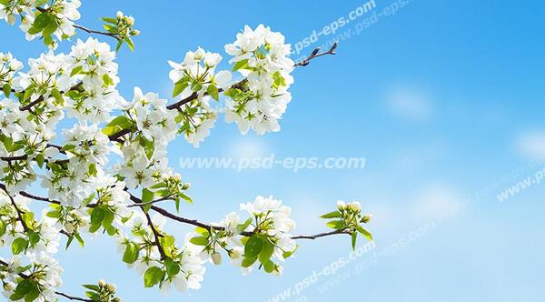 عکس شکوفه های درخت سیب