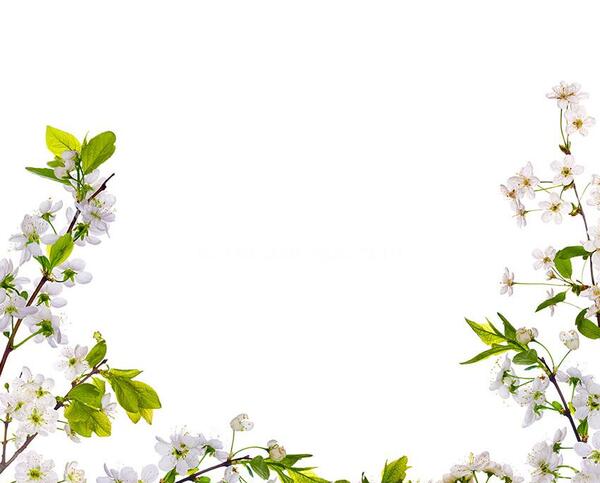 عکس شکوفه های درخت سیب
