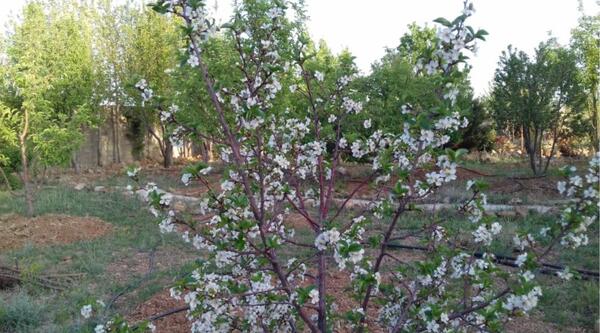 عکس شکوفه های درخت سیب