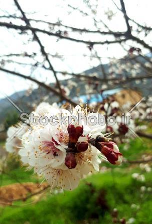 عکس شکوفه های درخت سیب
