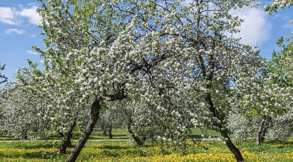 عکس شکوفه های درخت سیب