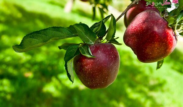 عکس شکوفه های درخت سیب