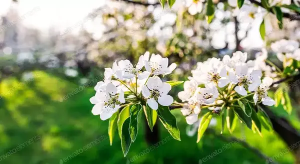 عکس شکوفه های درخت سیب