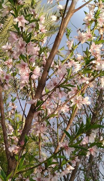 عکس شکوفه های درخت سیب