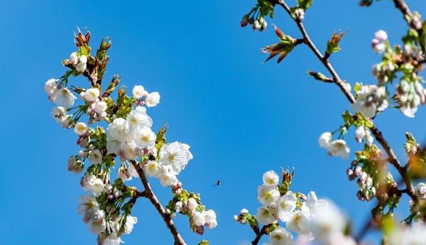 عکس شکوفه های درخت سیب