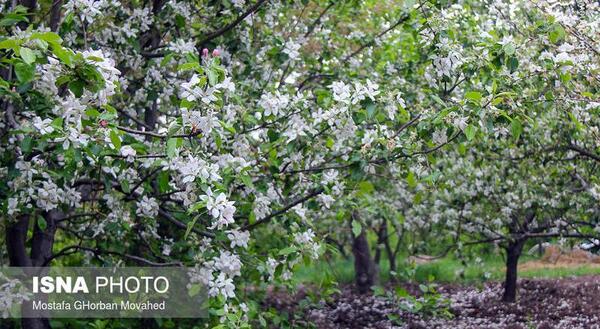 عکس شکوفه های درخت سیب