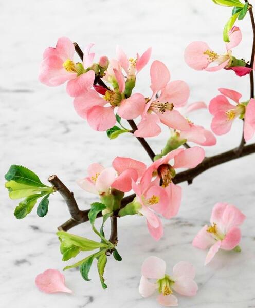 عکس شکوفه های درخت سیب