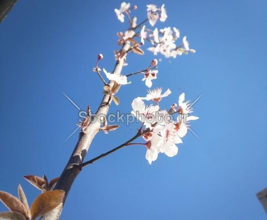 عکس شکوفه های درختان میوه