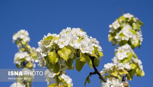 عکس شکوفه های درختان میوه