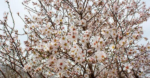 عکس شکوفه های درختان میوه