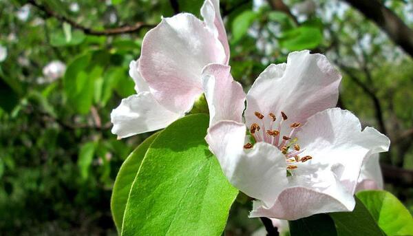 عکس شکوفه های درختان میوه