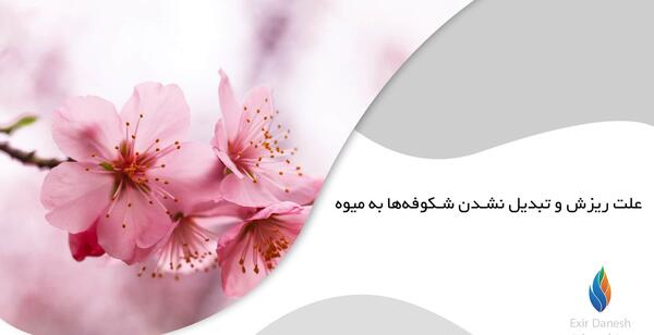 عکس شکوفه های درختان میوه