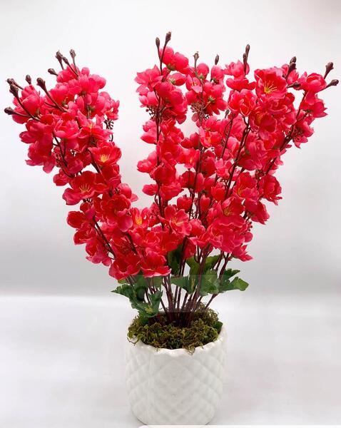 عکس شکوفه های درختان میوه