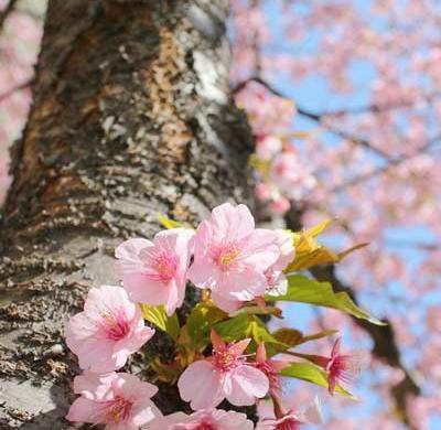 عکس شکوفه های درختان میوه