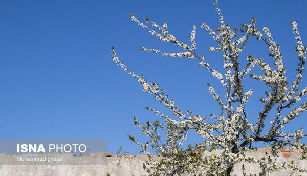 عکس شکوفه های درختان میوه