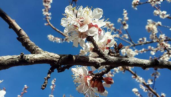 عکس شکوفه های درختان میوه
