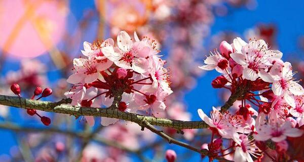 عکس شکوفه های درختان میوه