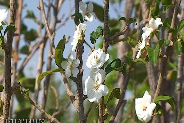 عکس شکوفه های درختان میوه