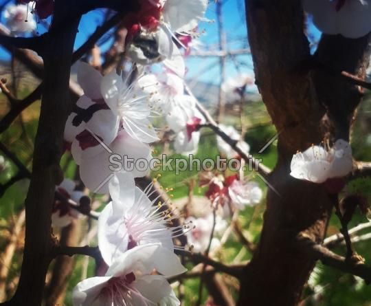 عکس شکوفه درخت به