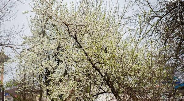 عکس شکوفه درخت به