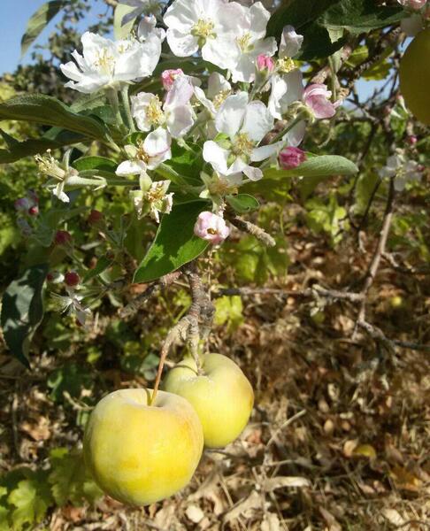 عکس شکوفه درخت به
