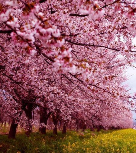 عکس شکوفه درخت به