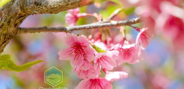 عکس شکوفه درخت به