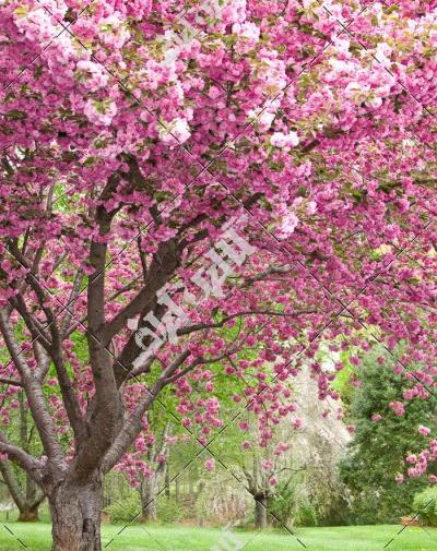 عکس شکوفه درخت به