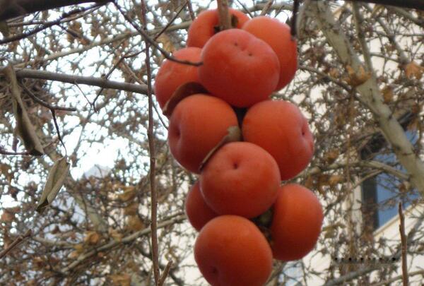 عکس شکوفه های درخت خرمالو