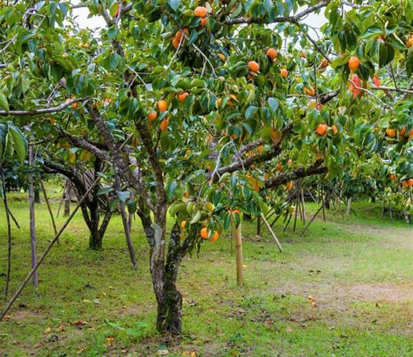 عکس شکوفه های درخت خرمالو