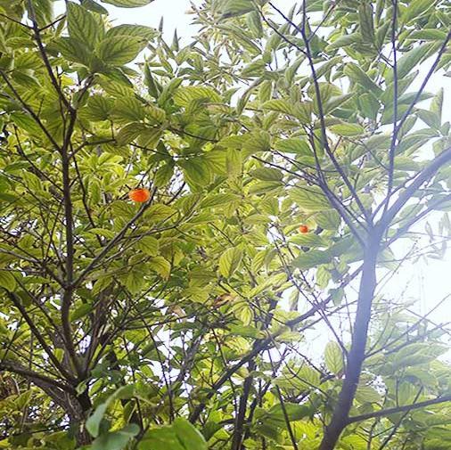 عکس شکوفه های درخت خرمالو