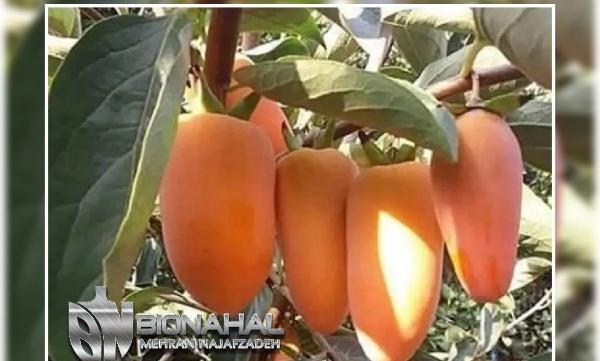 عکس شکوفه های درخت خرمالو