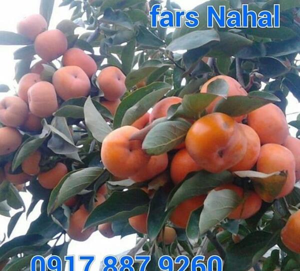 عکس شکوفه های درخت خرمالو