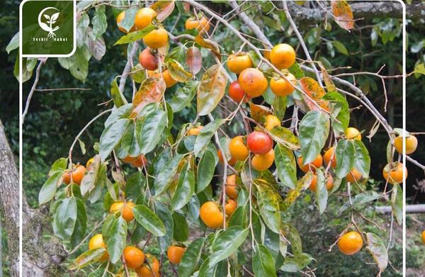 عکس شکوفه های درخت خرمالو