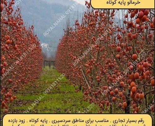 عکس شکوفه های درخت خرمالو