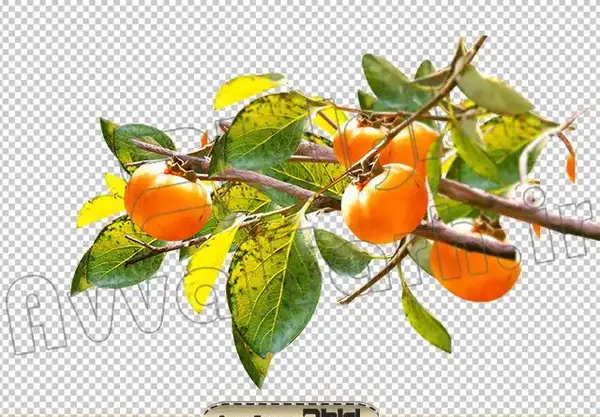 عکس شکوفه های درخت خرمالو
