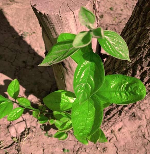 عکس شکوفه های درخت خرمالو