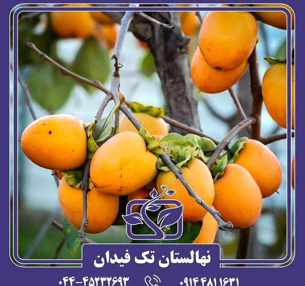 عکس شکوفه های درخت خرمالو