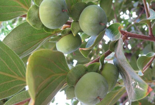 عکس شکوفه های درخت خرمالو